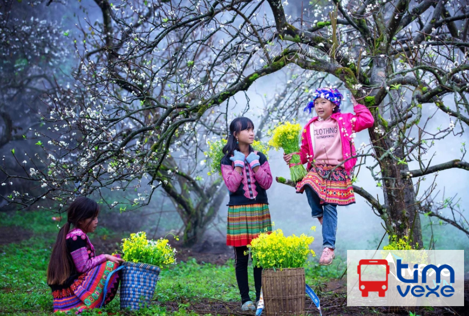 Đặt vé xe Hà Nội đi Mộc Châu: Giá vé, lịch trình và nhà xe uy tín