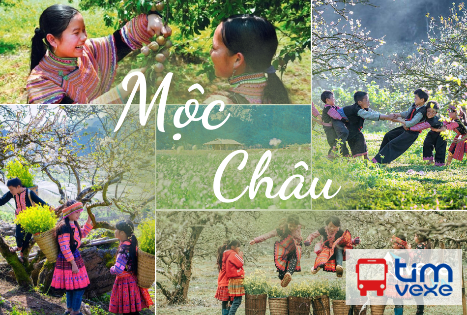 Đặt vé xe Limousine Hà Nội đi Mộc Châu| Lịch trình, giá vé chi tiết