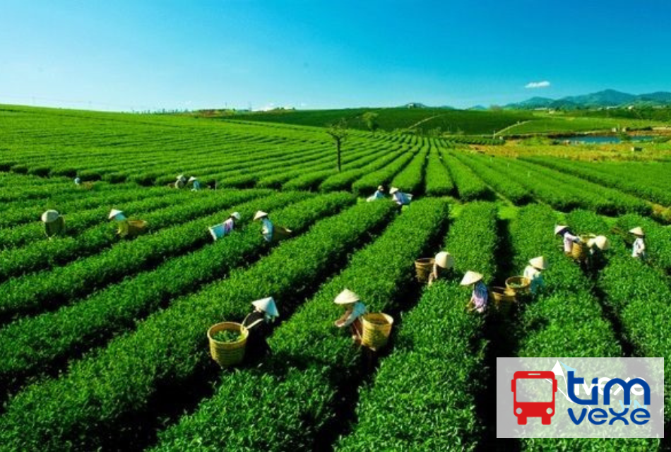Đặt vé xe tuyến Bình Dương đi Bảo Lộc Lâm Đồng mới nhất
