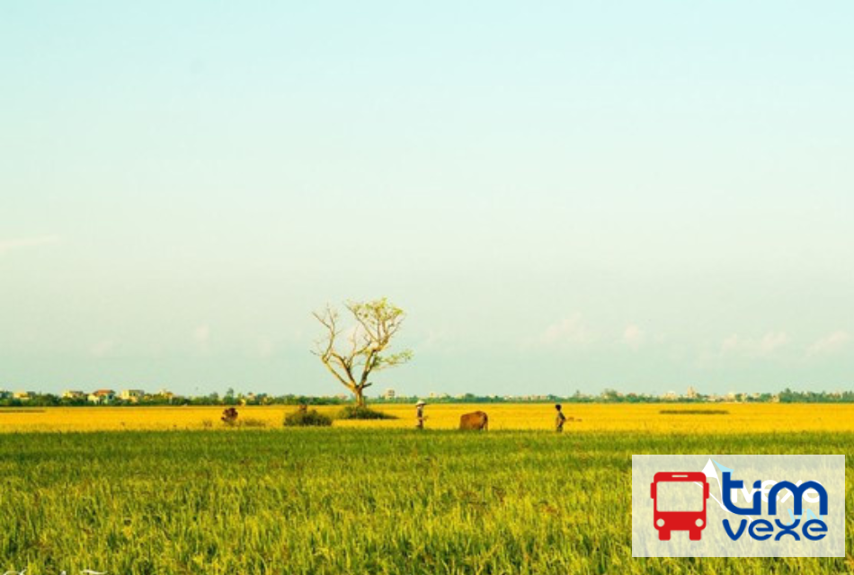 Đặt vé xe tuyến Sài Gòn đi Thái Bình giá rẻ, lịch trình chi tiết