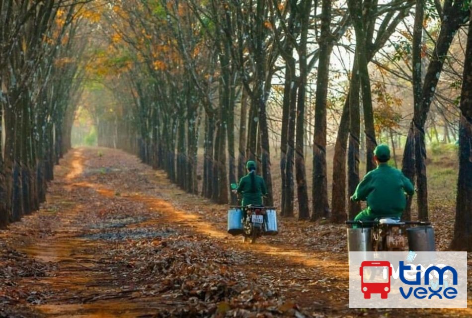 Vé xe khách Sài Gòn đi Bình Phước uy tín và giá rẻ